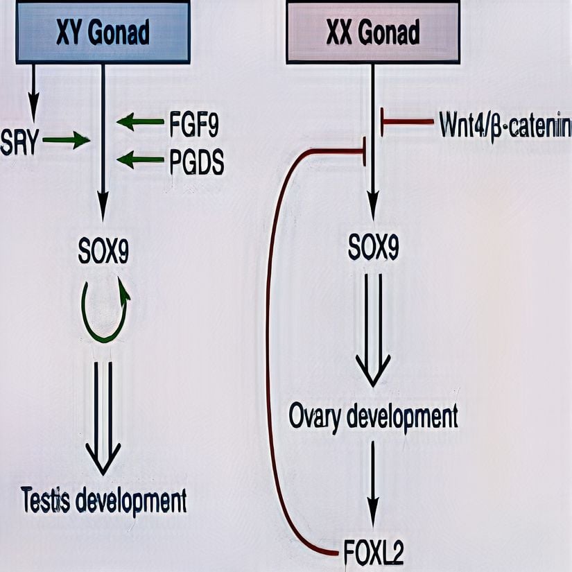 Gonad farklılaşmasının kontrol eden sinyal yolları