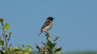 Taşkuşu (Saxicola rubicola)