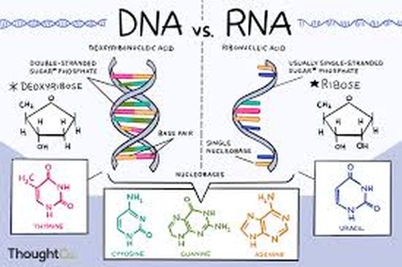 DNA