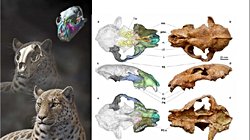 Fosillerden Bir Canlıyı Yeniden Yapılandırma (Rekonstrüksiyon) Nasıl Yapılır?