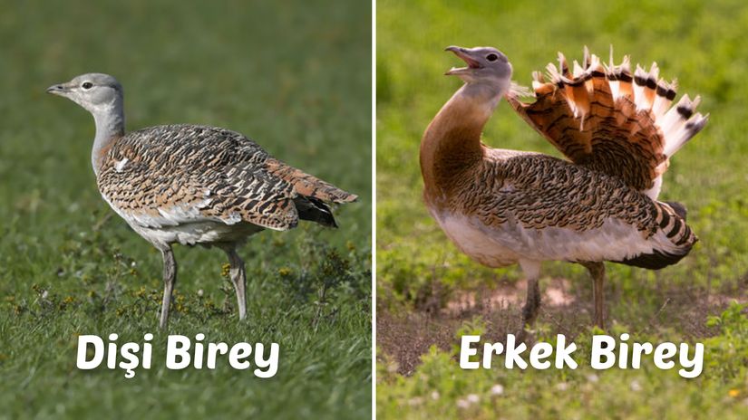 Toy, dişi ve erkek birey