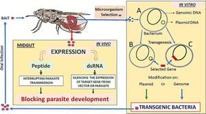 Engineered Bacteria Show Promise Against Malaria And Arboviruses