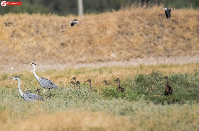 Tek karede 3 farklı taksonomik aile! Havada uçuşan uzunbacaklar (Himantopus himantopus), yerde tüneyen iki gri balıkçıl (Ardea cinerea) ve kafaları gözüken yeşilbaş ördekler (Anas platyrhynchos).