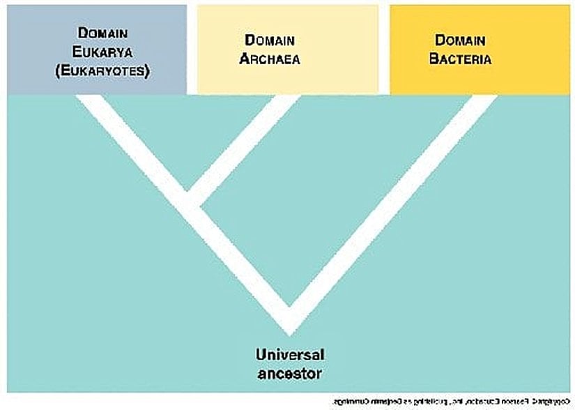 Bakteriler, Arkeler ve Ökarya Arasındaki Bağ ve Ortak Ata