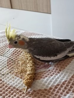 Sultan papağanı kuşum dişi mi erkek mi bilen var mi?