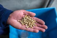 L’Anses ne veut plus de produits au soja dans les cantines