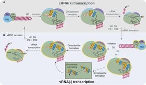 New Insights Into Influenza Virus NS2 Protein's Role