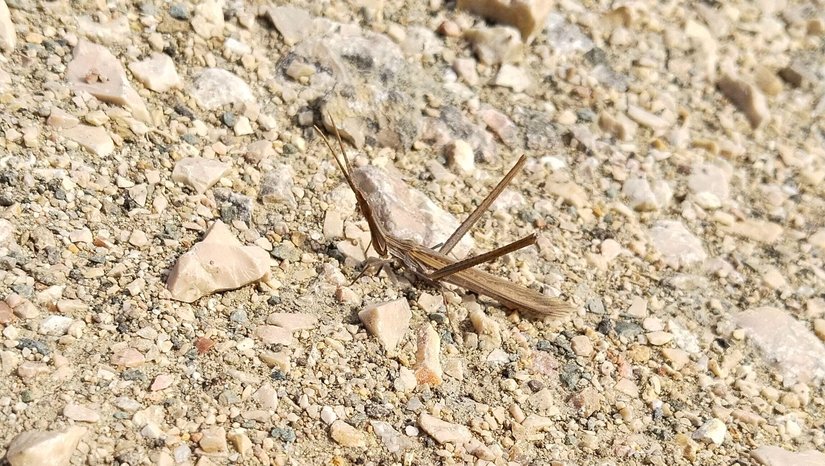 Çin çekirgesi (Acrida Cinerea)