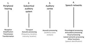 Study Reveals Heschl's Gyrus As Key To Encoding Pitch Accents