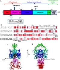 Structural insights into fungal and human topoisomerase II with implications for in silico antifungal drug design - Scientific Reports