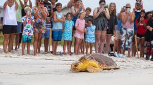 Mass Rescue Efforts Save Cold-Stunned Sea Turtles Along U.S. Coasts