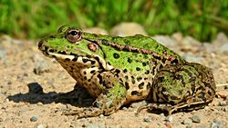 Ova kurbağası (Pelophylax ridibundus )