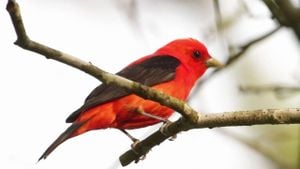 Rare Scarlet Tanager Draws Birdwatchers To Yorkshire