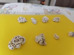 Fosilleşmiş canlı mı, yoksa delikli taş mı?