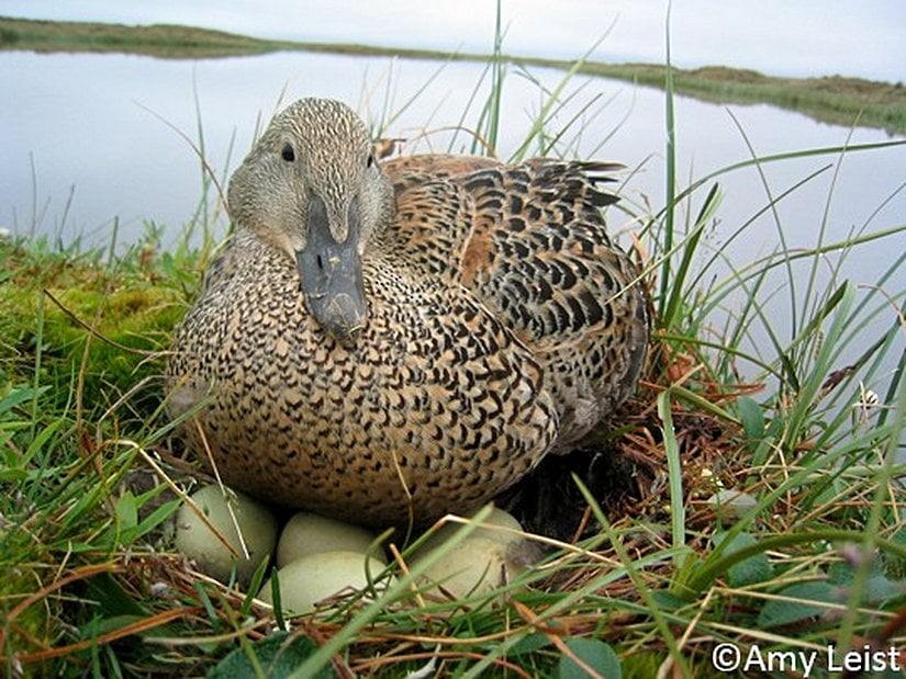 Dişi Kral kuşu, yuva rengiyle aynı renge sahip tüy renkleriyle kamufle haldedir. Böylelikle etraftaki olası avcılardan korunmaktadır.