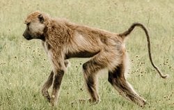 Kuyruksuz Maymunların Kuyruklarını Nasıl Kaybettiği Keşfedildi!