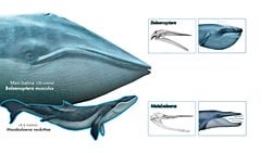 Balina Ağzı Evrimini Aydınlatan Yeni Tür!