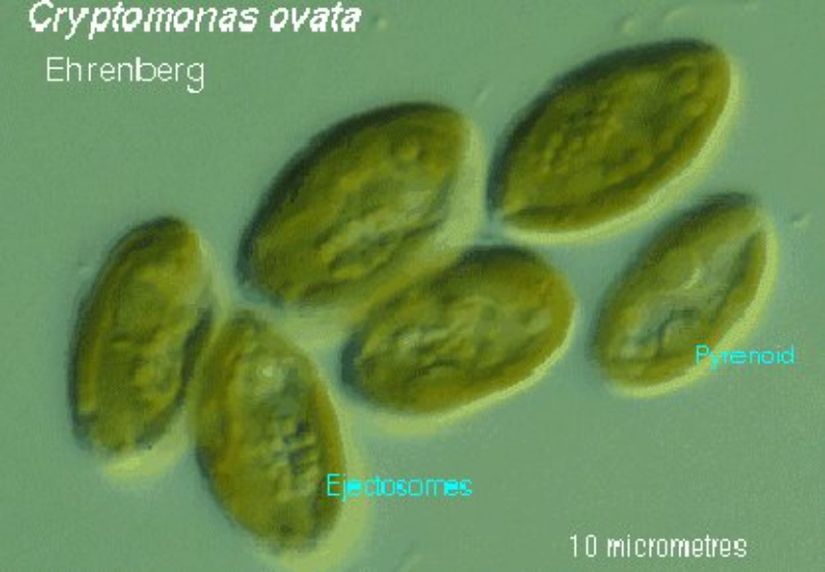 Cryptomonas ovata (Cryptophyta)