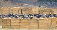 Animal Justice Canada ‘deeply concerned’ by methods of ostrich culling