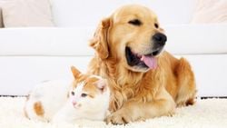 Kedi ve Köpeklerde Kısırlaştırma: Sağlık ve Davranış Üzerindeki Etkileri Neler ve Toplumsal Sorumluluklarımız Nelerdir?