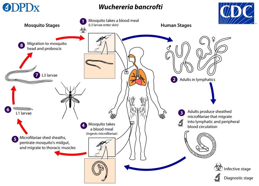 Wuchereria bancrofti'nin yaşam döngüsü