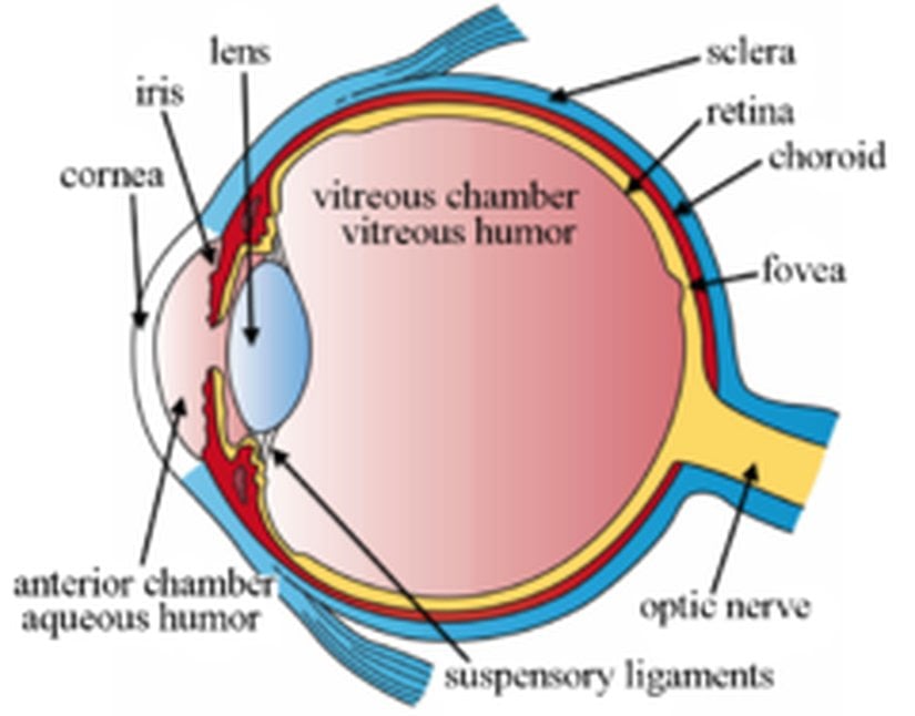 Vitreous Humor