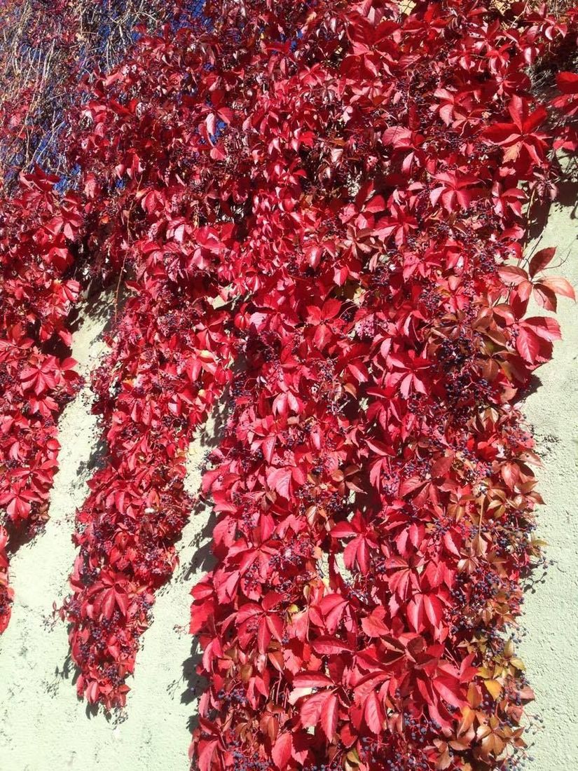 Kızaran Amerikan Sarmaşığı (Parthenocissus quinquefolia), Kızılcahamam