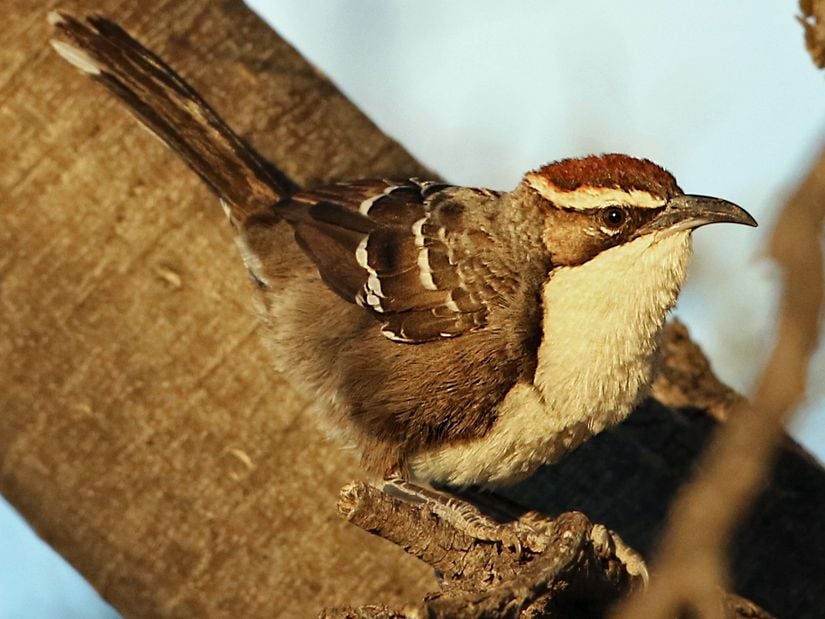 Pomatostomus ruficeps