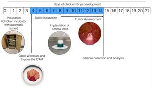 Vascular Organoids Form Complex Networks After Transplantation