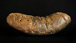 Koprolit Nedir? Fosilleşmiş Dışkı, Bize Canlılık Tarihi Hakkında Neler Öğretebilir?