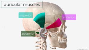 Humans Activate Ear Muscles During Focused Listening Efforts