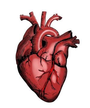 Shingles Vaccine Linked To Lower Heart Disease Risk