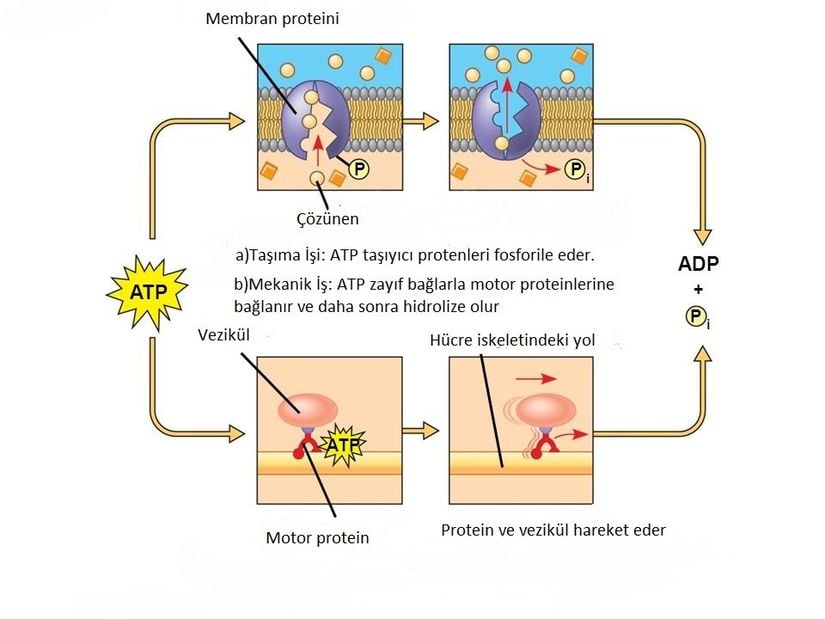 ATP’nin taşıma işi ve mekanik işi.