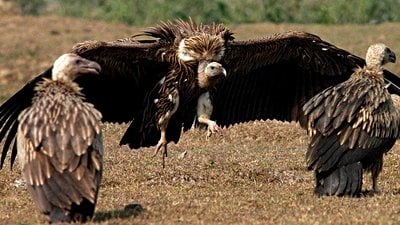 Hindistan'ı Sarsan Akbaba Krizi: Akbaba Popülasyonların Yok Oluşunun Bedeli Nedir?