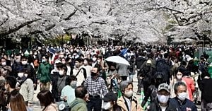 Mount Fuji Cherry Blossom Festival Cancelled Amid Tourist Surge