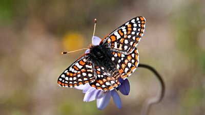 Kelebekler Kendilerini Yok Oluştan Kurtardı!