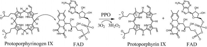 Görsel 9: Protoporfirin IX sentezinin şeması