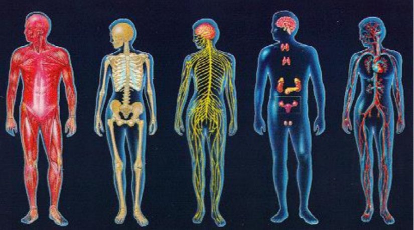 Antrenmanın organizmaya etkisi