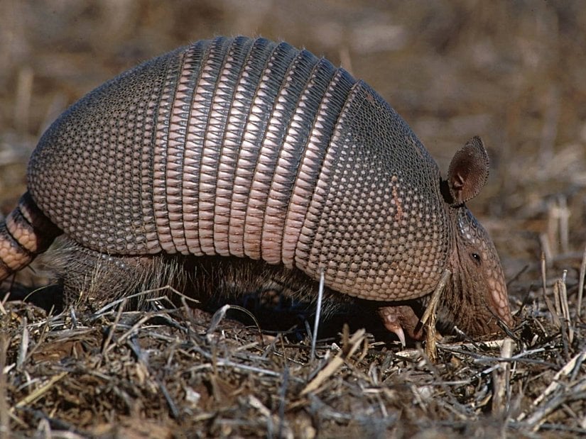 Armadillo