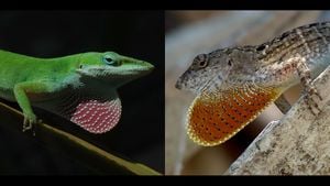 Scuba Diving Lizards Use Bubbles To Breathe Underwater