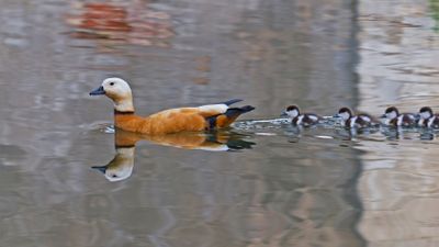 Yavrularda Damgalama (Imprinting): Yavrular, Ebeveynlerini ve Önemli Nesneleri Nasıl Ayırt Ediyorlar?