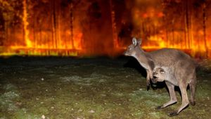 Australian Bushfires Ignite Emergency Response Efforts