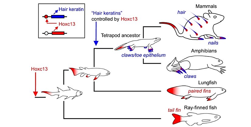 Hoxc13 geninin ifade modelindeki evrimsel değişiklikleri gösteren bir diagram. Bu diagram Hoxc13 ile "saç keratinleri" arasındaki düzenleyici bağlantının ortaya çıkışı, mevcut omurgalılarda elde edilen verilerden ve bilinen filogenilerinden çıkarılmıştır. "Saç keratinleri" insan keratinleri KRT31-KRT40 ve KRT81-KRT86 ve bunların diğer türlerdeki ortologlarını ifade eder. Kırmızı ve mavi gölgelendirme sırasıyla Hoxc13 genini ve saç keratin homologlarının ifade alanlarını işaret eder.