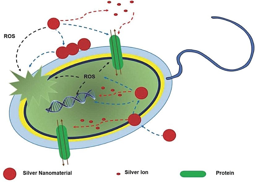 Nano gümüş parçacıkların antimikrobiyal etkisi