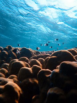 İnsan vücudunun ortalama %55-70'i su içeriyor diyorsak geri kalan kısım %30-45 ne ?veya neler içerir?