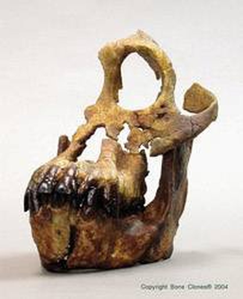 Sivapithecus (Fosil)