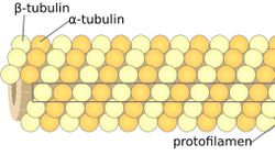 Mikrotübül