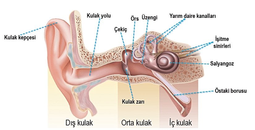 İnsan kulağını gösteren bir şema.