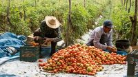 México busca diálogo con EE. UU. sobre aranceles al tomate – DW – 15/04/2025