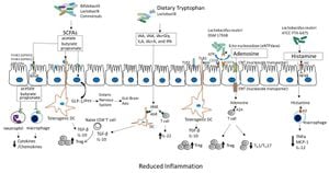 Researchers Uncover Mechanisms Of Cervical Stem Cells